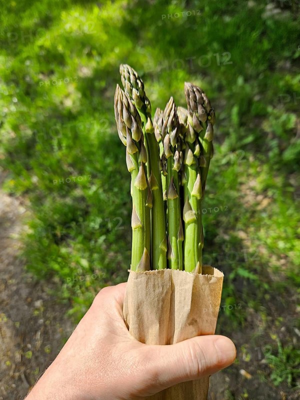 Person holds bundle of fresh asparagus sticks wrapped in brown paper bag outdoors. Background shows green plants and sunlight. Scene captures moment of gathering fresh produce from nature