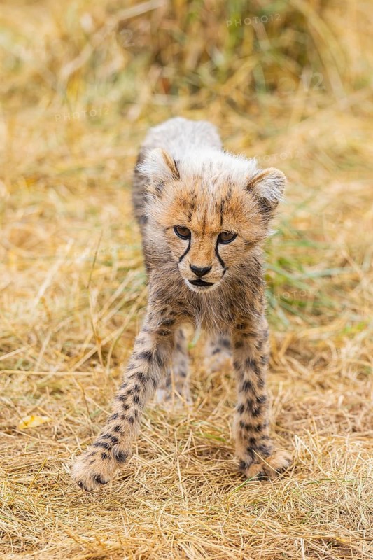 Cheetah (Acinonyx jubatus) youngster walking on a meadow, captive, occurrence Africa