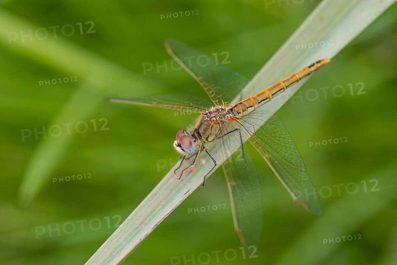 Early heather, red-veined darter, sympetrum fonscolombeii, anisoptera, damselflies, dragonflies, extremadura, female, insects, dragonflies, odonata, Spain, female