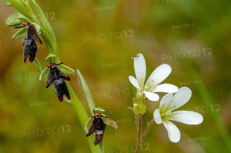 Fly ragwort, Ophrys insectifera, orchidaceae, orchids, orchid plants, Sweden, flora, fly orchid, plants, Sweden, Öland