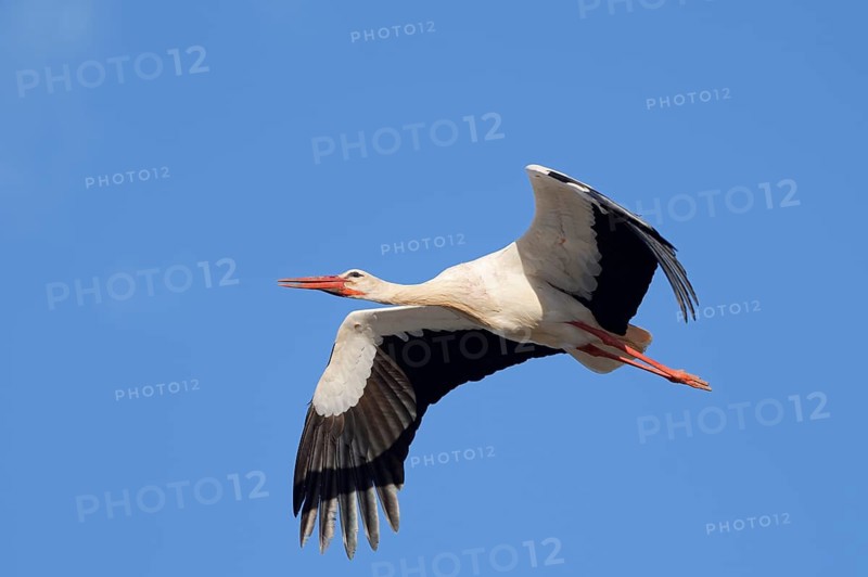 White stork (Ciconia ciconia), flying, Algarve, Portugal