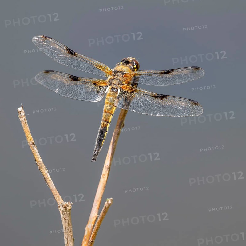 A four-spotted dragonfly (Libellula quadrimaculata) perched on a blade of grass, Littlewood Ranch, Limbach, Burgenland, Austria