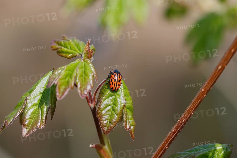 Chrysomela vigintipunctata (Chrysomela vigintipunctata) sitting on a leaf, North Rhine-Westphalia, Germany