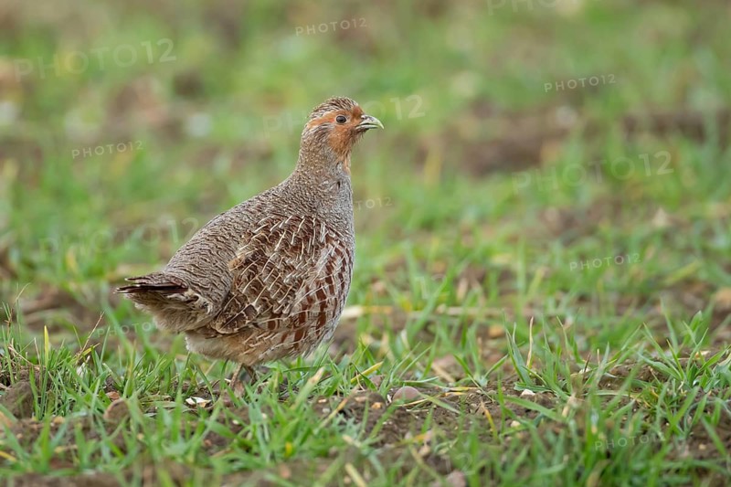Grey or English or Hungarian partridge (Perdix perdix) adult game bird on a farmland cereal field, Suffolk, England, United Kingdom