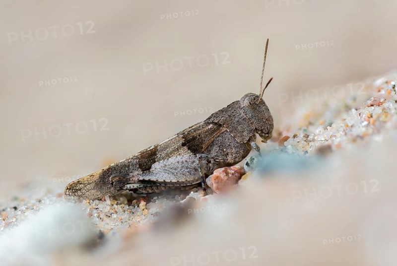 Blue-winged wasteland scare, caelifera, grasshoppers, short-feeler scare, Oedipoda caerulescens, Oedipodinae, blue-winged grasshoppers, grasshoppers, grasshoppers, insects, wasteland scares