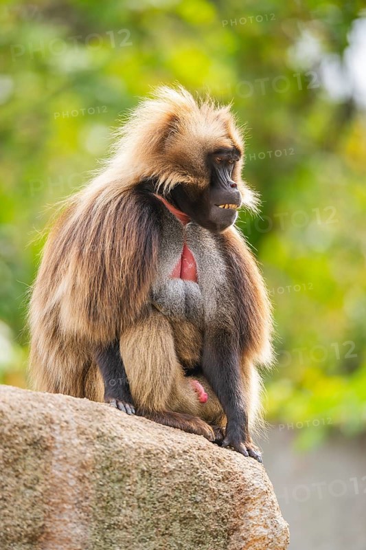 Gelada (Theropithecus gelada) male sitting on a rock, captive, Germany