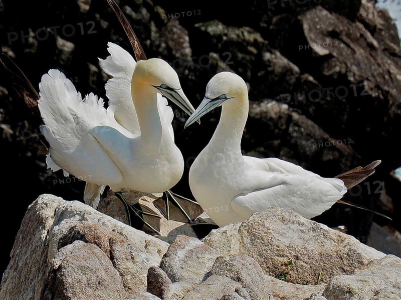 Northern gannet (Morus bassanus)