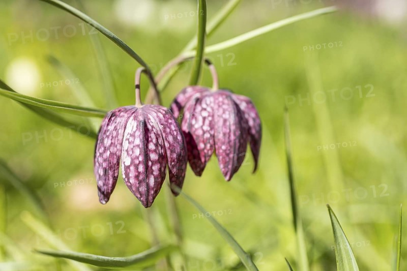 Snake's Head Fritillary (Fritillaria meleagris) in bloom, Dresden, Saxony, Germany