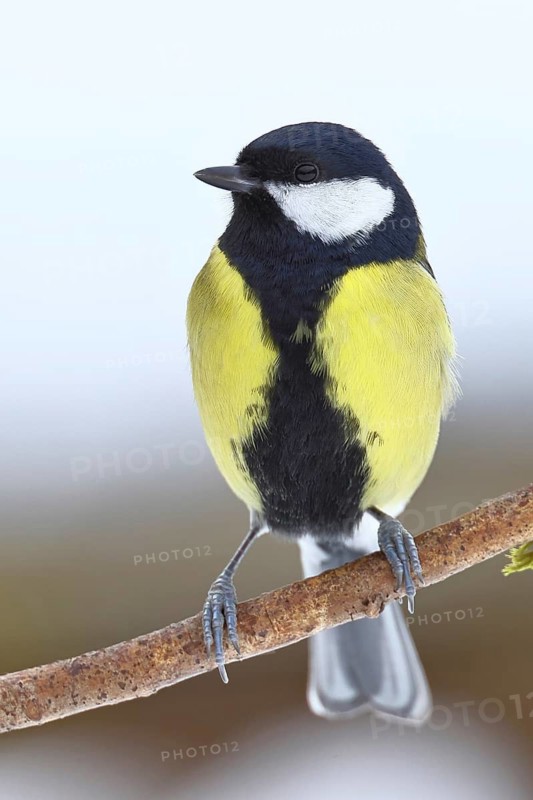 Great Tit (Parus major), perched on a branch covered in moss and lichen, wildlife, animals, birds, tits, Wilnsdorf, North Rhine-Westphalia, Germany