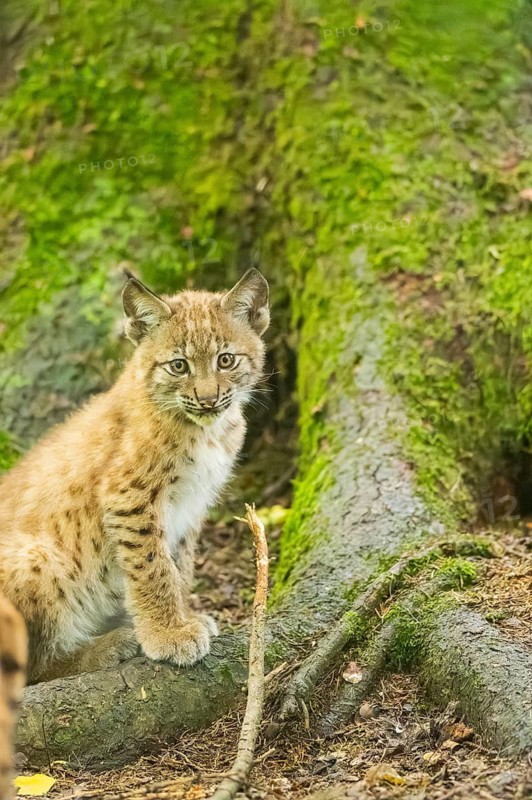 Eurasian lynx (Lynx lynx) youngster (cub) sitting in a forest, Bavaria, Germany