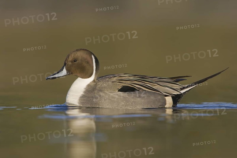Northern Pintail (Anas acuta) male, British Columbia, Canada