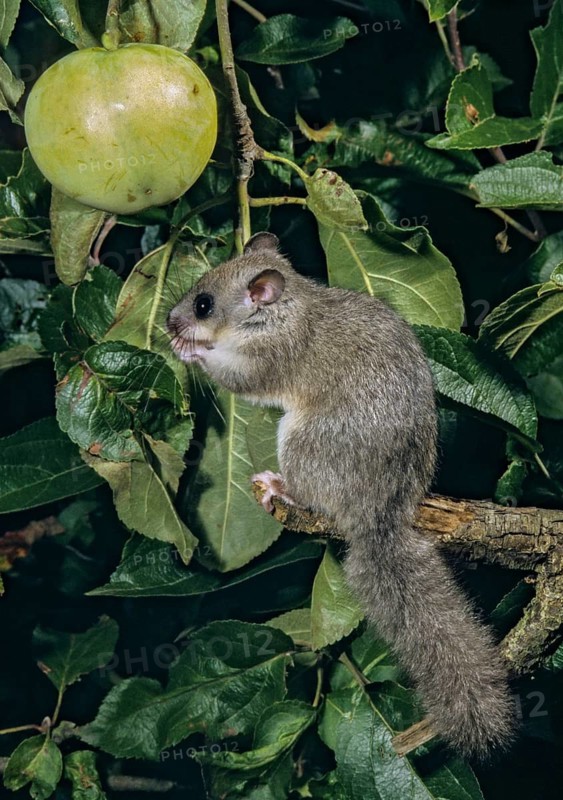Edible dormouse, fat dormouse, glis glis, rodents, rodentia, dormice, dormice, dormouse, foraging, garden, high size, portrait format, mammals, foraging, rodents, sleepers, mixed fruit, mammals