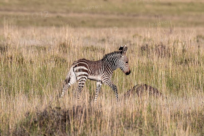 Cape Mountain Zebra (Equus zebra zebra), foal, Mountain Zebra National Park, Eastern Cape, South Africa