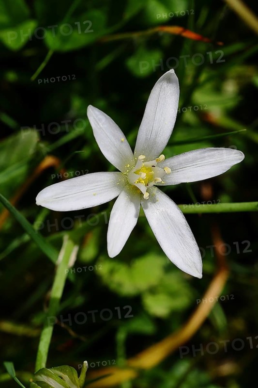 Star of Bethlehem (Ornithogalum umbellatum), umbel milk star, grass lily in bloom, at the first rays of the sun with black background, Wilnsdorf, North Rhine-Westphalia