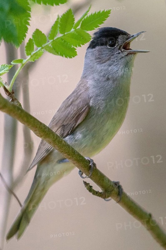 Blackcap, blackcap, blackcap, Sylvia atricapilla, birds, song, high size, portrait format, male, passeri, singing, songbirds, birds