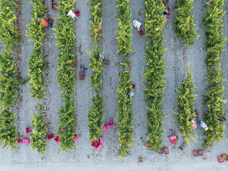 Vintage at the vineyard of the Bodega González Byass near the town of Jerez de la Frontera. Aerial view. Drone shot. Cádiz province, Andalusia, Spain