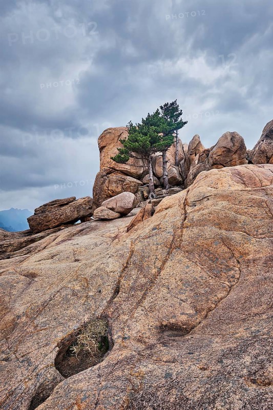 Rock with pine trees in cloudy weather. Seoraksan National Park, South Korea