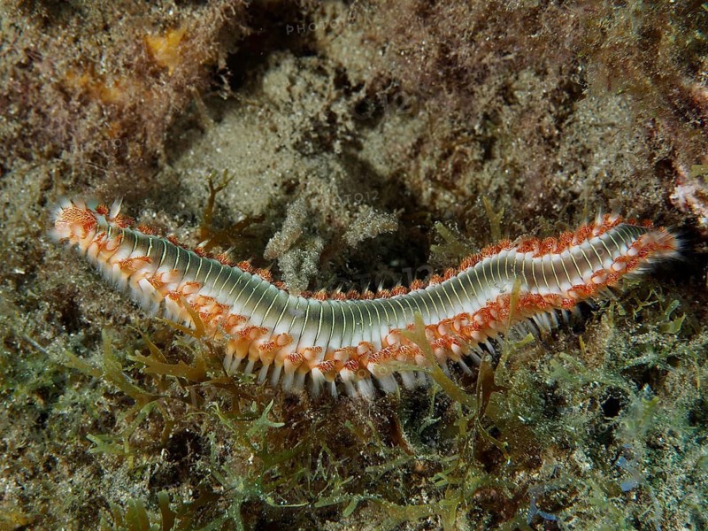 A bristle worm, the fire bristle worm (Hermodice carunculata), wriggles across an algae-rich seabed, at the El Cabron Marine Reserve dive site, Arinaga, Gran Canaria, Spain, Europe, Atlantic Ocean
