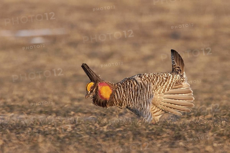 Greater Prairie Chicken (Tympanuchus cupido) male displaying, Wisconsin, USA