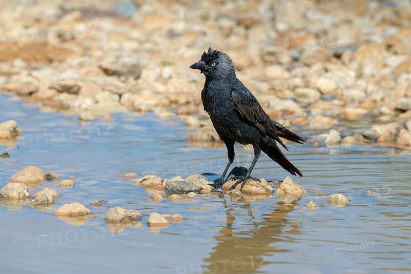 Corvus Monedula, Jackdaw, Bath, Bathe, Bird Bath, Birds, Corvidae Family of Birds, Passeri, Corvids, Songbirds, Songbirds, Drinking, Birdbath, Birds, Watering Place