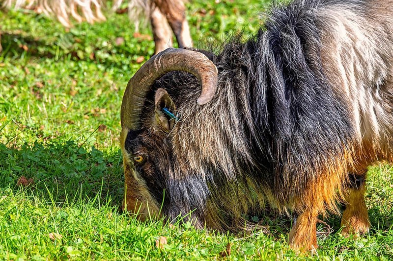 Long-haired goat with multicolored fur and a curved horn grazing on green grass in a meadow with bright sunlight