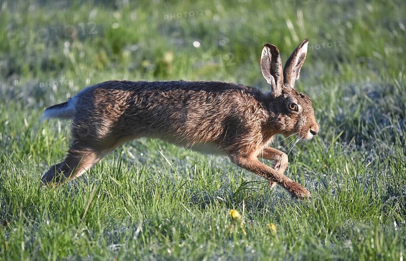 European hare (Lepus europaeus) in a meadow with hoar frost, Schleswig-Holstein, Germany