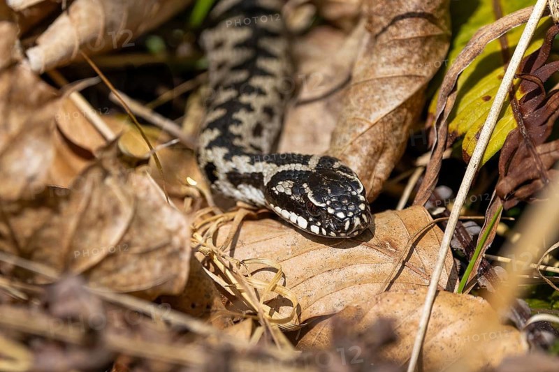 A snake slithers through autumn-coloured foliage, perfectly camouflaged amongst the brown leaves: an adder (Vipera berus), Bavarian Forest, Germany