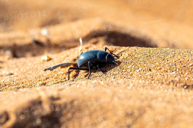 Fog drinker beetle (Onymacris unguicularis), Toktokkie beetle, in the sand, Namib Desert, Namib Naukluft Park, Namibia