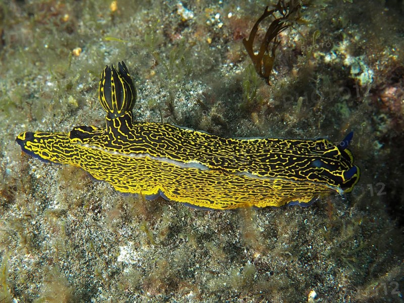 A colourful, ornate sea snail, the yellow-and-purple star snail (Felimare picta), moves across the seabed at the El Cabron Marine Reserve dive site, Arinaga, Gran Canaria, Spain, Europe, Atlantic Ocean