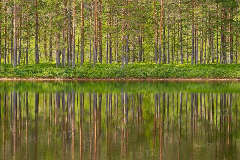 View of the reflection of a forest in the water of Lake Kaldvatn, Kviteseid, Telemark, Norway