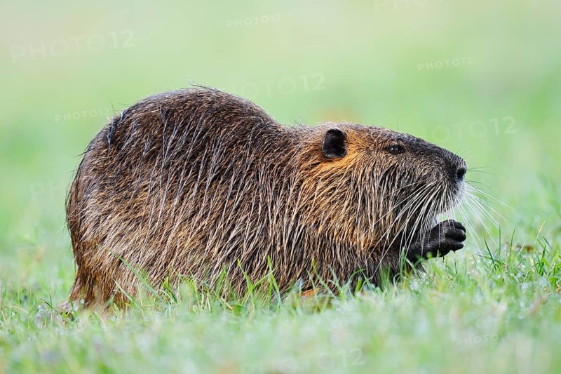 A nutria, beaver rat or swamp beaver (Myocastor coypus) is sitting on the bank eating, North Rhine-Westphalia, Germany, an invasive species in Europe
