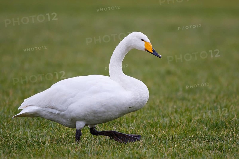 Whooper Swan (Cygnus cygnus), Netherlands