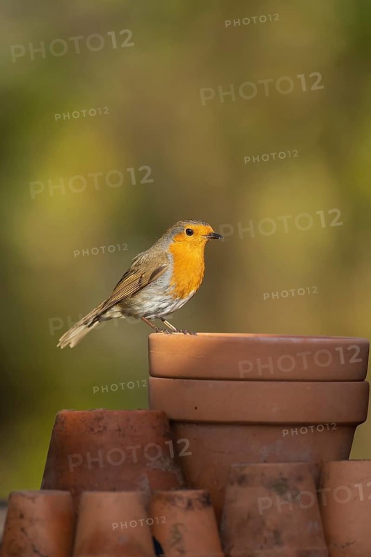 European robin (Erithacus rubecula) adult bird on a garden plant pots, Suffolk, England, United Kingdom