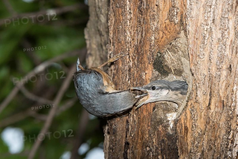 Eurasian Nuthatch (Sitta europaea) feeding young in nest cavity, Aosta Valley, Italy