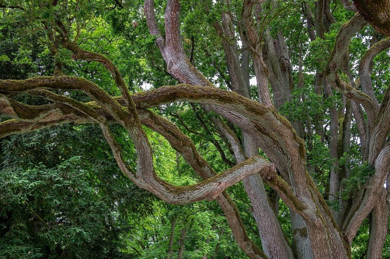 English oak (Quercus robur), Upper Franconia, Bavaria, Germany