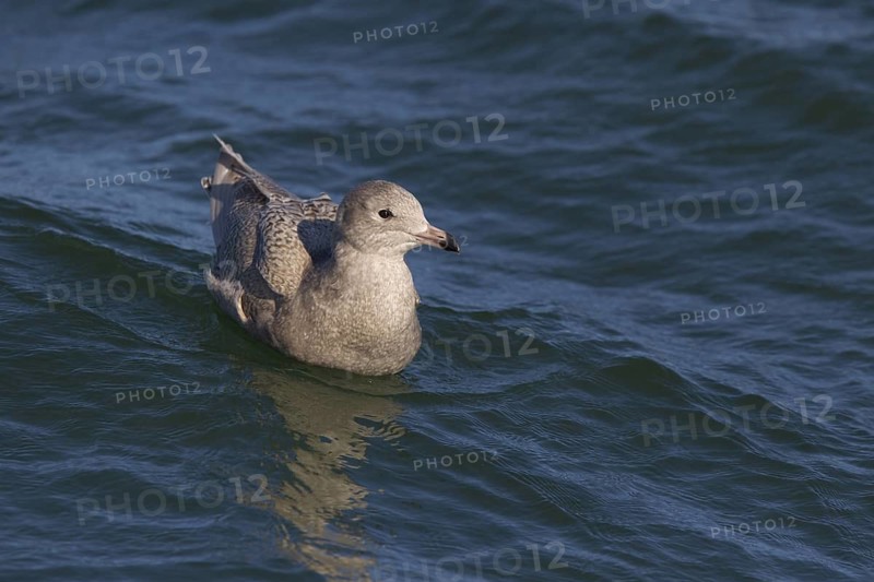 Glaucous Gull (Larus hyperboreus), North Sea, Germany