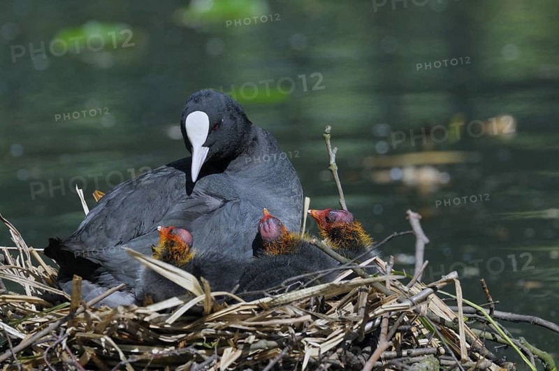 Blaessralle / Blaesshuhn (Fulica atra), Coot, Altvogel und Jungvoegel im Nest, Mai, Oberhausen, Nordrhein-Westfalen, Deutschland