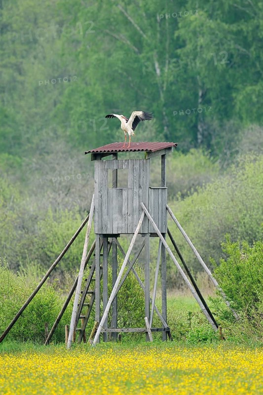 A white stork (Ciconia ciconia) stands with its wings outstretched on a raised hide, Baden-Württemberg, Germany