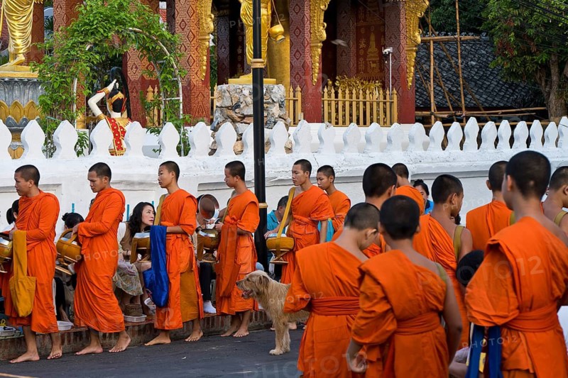 Morning alms, begging, thakbat of monks and novices of the monastery complexes in Luang Prabang, men and woman, many of them Chinese tourists, distribute food to monks, Laos, Southeast Asia
