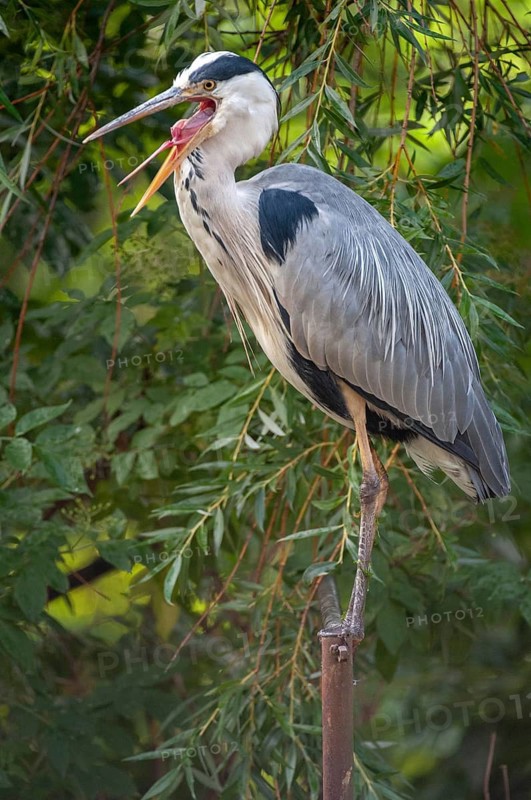 Ardea cinerea, heron, gray heron, birds, ciconiiformes, high size, portrait, heron, walking birds, wading birds, birds