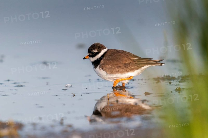 Charadrius hiaticula, ringed plover, sandplover, birds, charadriiformes, limikolen, mirror, plower, plover, reflection, birds, waders, waders