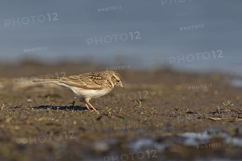 Asian Short-toed Lark (Alaudala cheleensis) on ground, Dornod Province, Mongolia