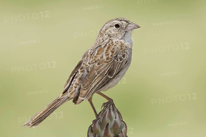 Cassin's Sparrow Aimophila cassinii Milnesand, New Mexico, USA 12 May Adult Emberizidae