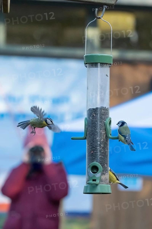 Blue tit (Cyanistes Caeruleus) adult birds at a bird feeder being viewed by a person bird watching, RSPB Minsmere nature reserve, Suffolk, England, United Kingdom