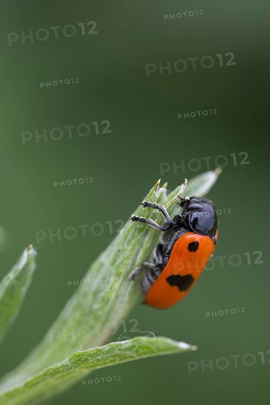 Ant sack beetle, Ant bag beetle, Clytra Laeviuscula, Willow Clytra, Beetle, Coleoptera, high size, portrait format, insects, beetles