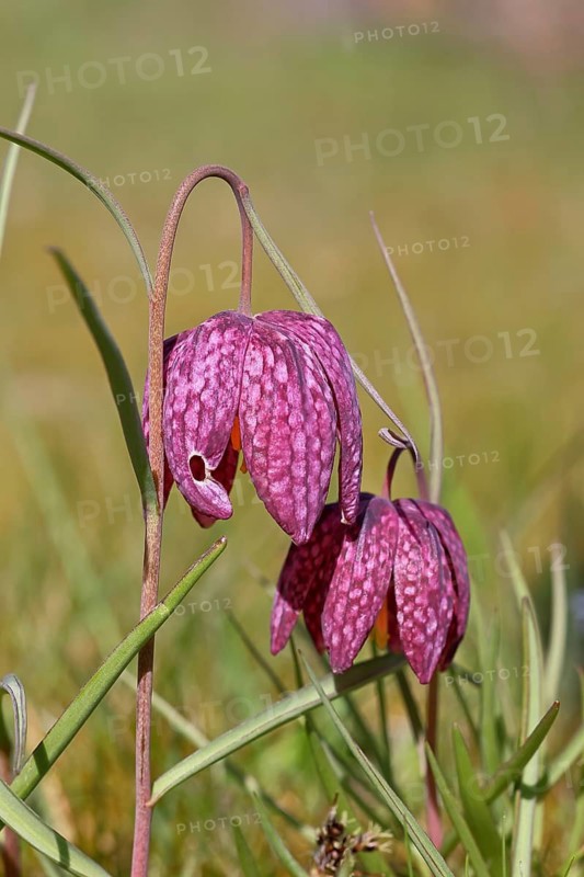 Snake's Head Fritillary (Fritillaria meleagris), two flowers in a meadow, inflorescence, early bloomer, spring, Wilnsdorf, North Rhine-Westphalia, Germany