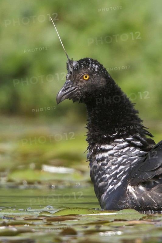 Horned Screamer (Anhima cornuta), Manu National Park, Peru