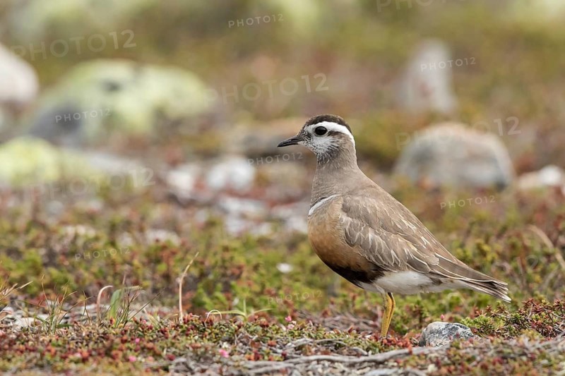Eurasian Dotterel (Charadrius morinellus), Dalarna, Sweden
