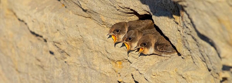 Sand martin, sand martins, (Riparia riparia) animals, birds, swallows, feeding. of young birds, nest, Speyer, Rhineland-Palatinate, Federal Republic of Germany