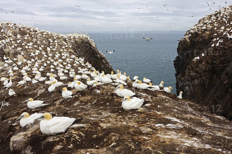 Northern Gannet (Morus bassanus), Scotland, United Kingdom